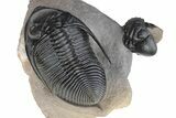 Beautiful Zlichovaspis Trilobite With Enrolled Reedops #226053-1